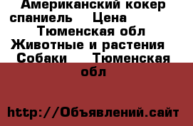 Американский кокер спаниель  › Цена ­ 5 000 - Тюменская обл. Животные и растения » Собаки   . Тюменская обл.